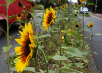 GUERILLA GARDENING | 2007